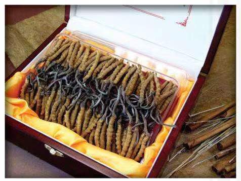 古田冬虫夏草回收